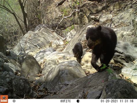 A Change of Plans for Bear Habitat - Wildlife Conservation Network