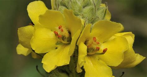 Mullein Flowers-cs