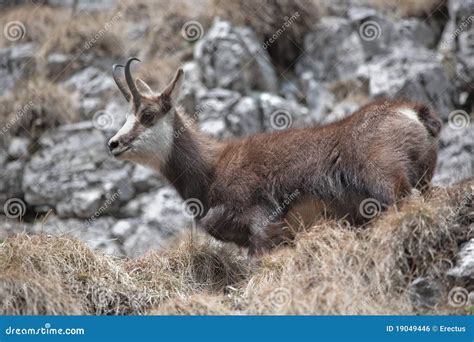 Mountain Goat in Natural Habitat Stock Photo - Image of chamois ...