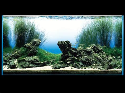 Aqua Design Amano - Aquariums Australia | Aquarium landscape, Nature ...