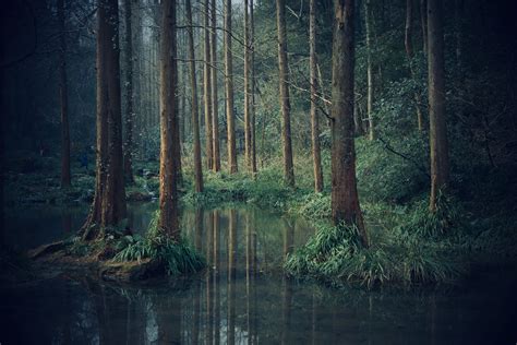 5 Reasons Swamps Are Creepy | PeachTown