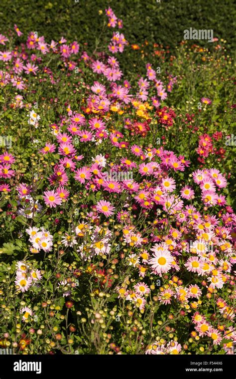 Fall Flowers in The Conservatory Garden, Central Park, NYC Stock Photo ...