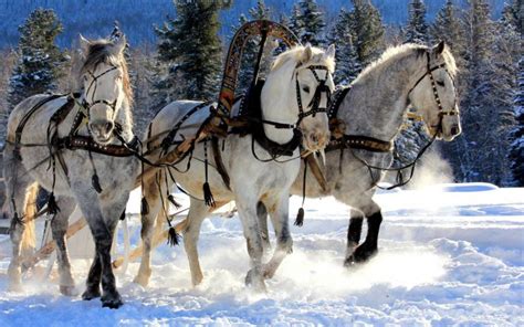 🔥 [40+] Christmas Horse Wallpapers Free | WallpaperSafari