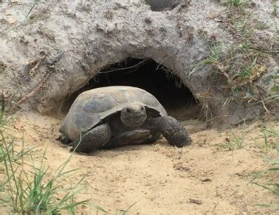 Down the Tortoise Hole – Georgia Wildlife Blog