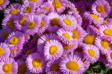 Gardener Shares 11 Head-Turning Aster Varieties For Late Summer Colour ...