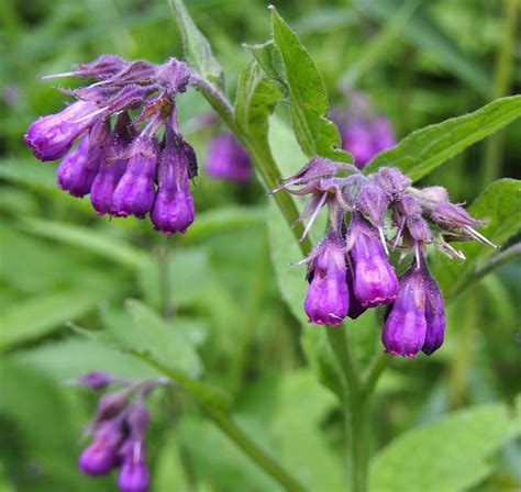 Symphytum officinale TRUE COMFREY - SeedScape