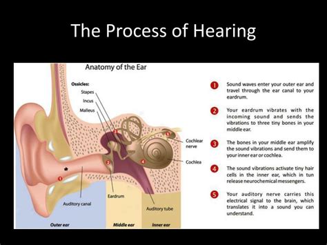 PPT - The Ear Parts, Functions and Hearing Process PowerPoint ...