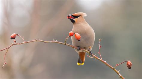 Types of Waxwings and How to Attract them to Your Feeder