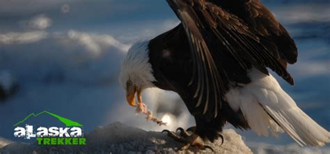 Haines Alaska and Bald Eagle Festival - Chilkat Eagle Preserve