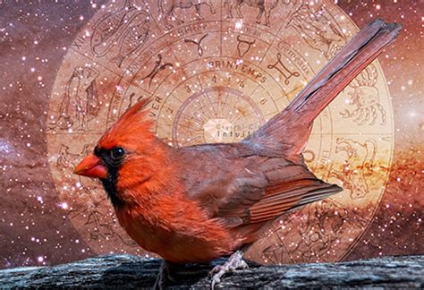 spiritual-meaning-of-a-red-cardinal-symbolism-and-messages | Crystal ...