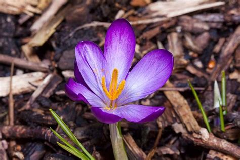 11 of the Best Crocus Varieties for Your Garden | Gardener’s Path