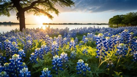 Premium Photo | Bluebonnets Field