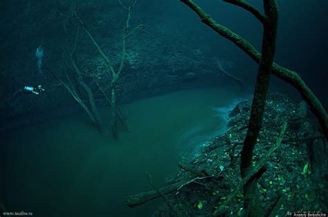 Underwater River Is A Scuba Diver's Dream -- Cenote Angelita, Mexico ...