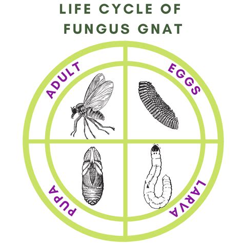 Fungus Gnat Fact Check – Highland Moss