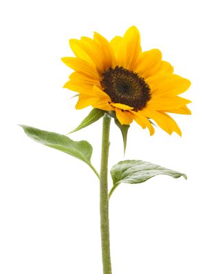 Sunflower PNG, Sunflower Transparent Background - FreeIconsPNG