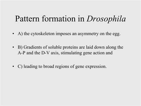 PPT - Drosophila anterior-posterior axis formation during early ...