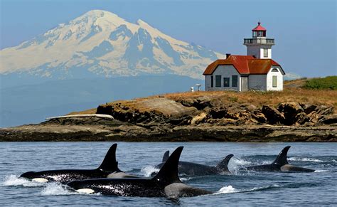 State researchers share concerns about orca habitat | 790 KGMI