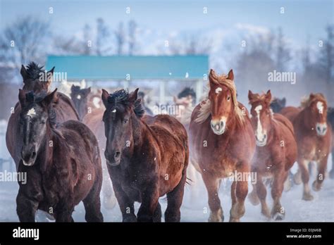 Horses running snow hi-res stock photography and images - Alamy