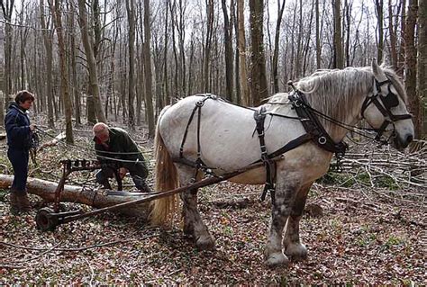 Horse Logging Course - Weald & Downland Living Museum