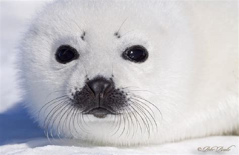 Facts about Harp Seals