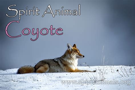 Coyote Spirit Animal – Meaning and Interpretations - Spirit Animals