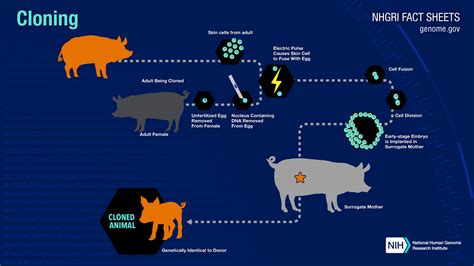 Cloning Fact Sheet