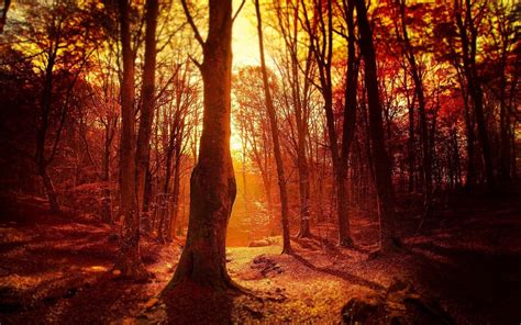 Image result for sunset forest | Tree wallpaper, Background, Forest