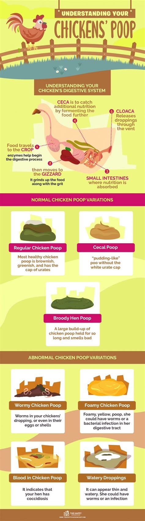 Understanding Your Chickens’ Poop - The Happy Chicken Coop