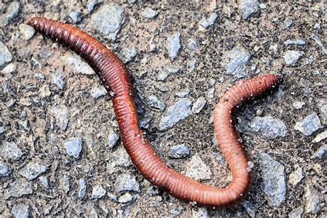 Earthworm vs Leech - Difference and Comparison | Diffen