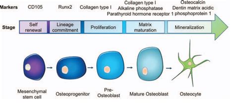 Figure 5 from Directed osteogenic differentiation of human mesenchymal ...