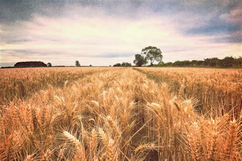 Hay Fields - Atticus Review