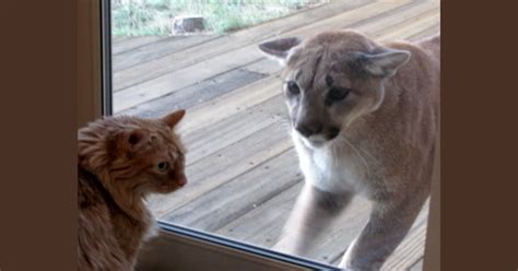 Here, kitty... yikes! House cat faces off with mountain lion