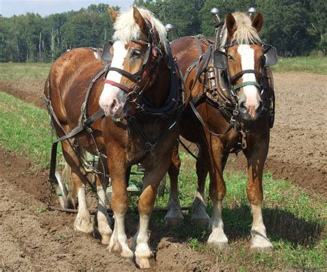 Belgian Horse - The Livestock Conservancy