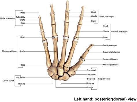 Hand Bone Anatomy | ubicaciondepersonas.cdmx.gob.mx