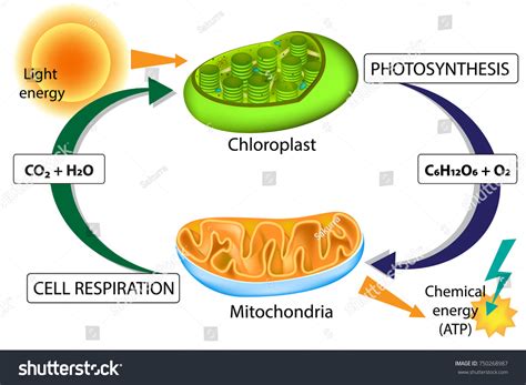 1 Aerobic Cellular Respiration In Animals Images, Stock Photos ...