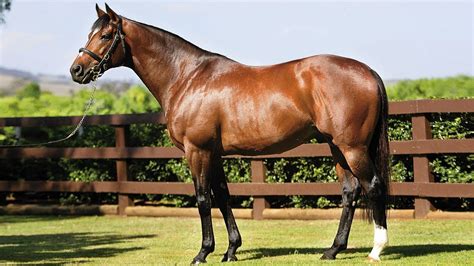 Thoroughbred Horse Breed Information, History, Videos, Pictures