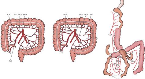 Chapter 66: The Oesophagus - Bailey & Love's