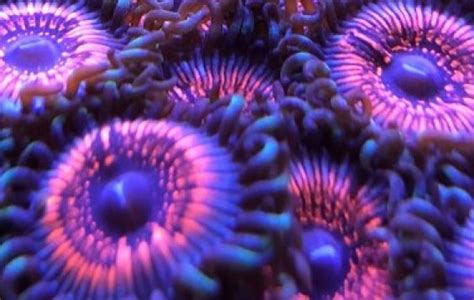 palythoa | Coral Species | Tank Facts