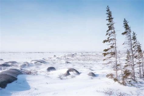 Tundra Biome: Climate, Location, Temperature, Precipitation, Plants and ...