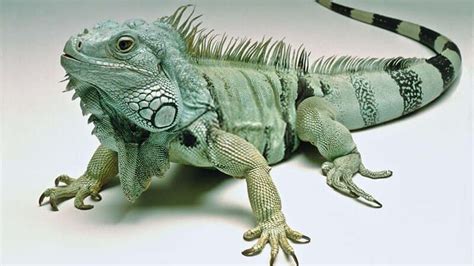 The makeup of the Green Iguana (Iguana Anatomy) - MyPetReptiles