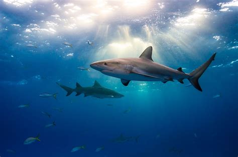 https://flic.kr/p/crUwnN | Sharks and Light | Caribbean reef sharks ...