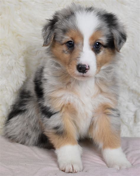 Pin on Australian Shepherd Puppies