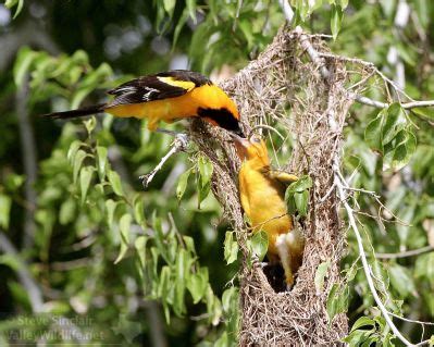 ValleyWildlife.Net | A Few Animals and Birds from a Summer Weekend in ...