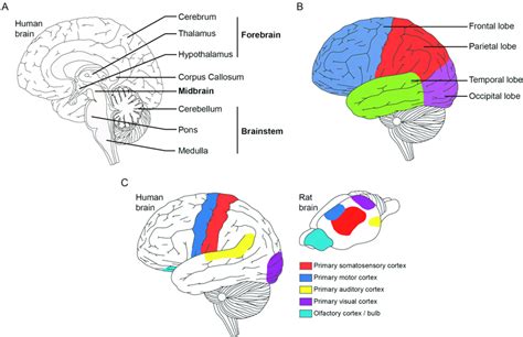 Anatomical representation of the human and rat brains. (A) Internal ...