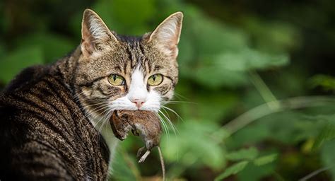 Quick Answer: Do Dogs Eat Cats In The Wild Explained