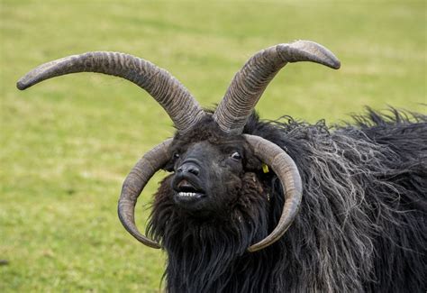 Scotland's larder: Jack Cuthbert, Ardoch Hebridean sheep farmer from ...