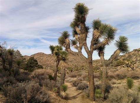 California Desert Landscape Joshua Tree-20 Inch By 30 Inch Laminated ...