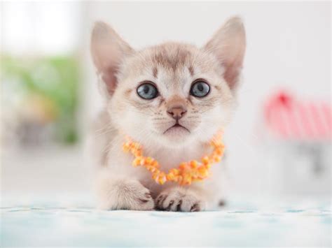 The 5 Smallest Cat Breeds Are Big-Time Adorable