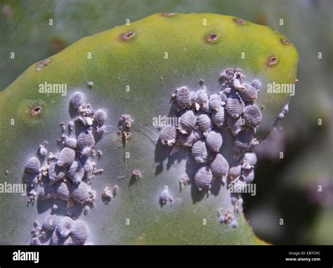 cochineal (Dactylopius coccus), colony on a prickly pear, Spain ...