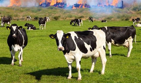 Deadly Explosion and Fire at Texas Dairy Farm Claims 18,000 Cows